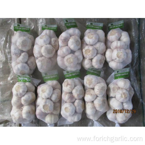 Hot Sale 2019 Fresh Normal Garlic